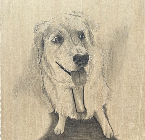 Rosie the retriever