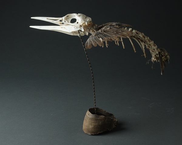 kevin vanek, Bone, Bone Art, Sculpture, Found Object, Bird, Birds, Bird Art, 