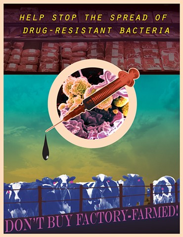 Antibiotics + Factory Farming = Drug-Resistant Bacteria