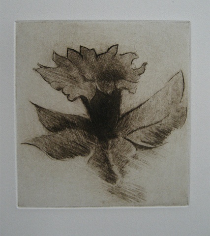 Daffodil