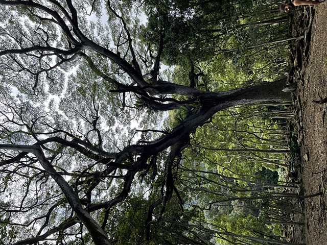 I went on a small private tour with a Hawaiian guide on their sacred land to collect coconut sticks to work into the crown. 