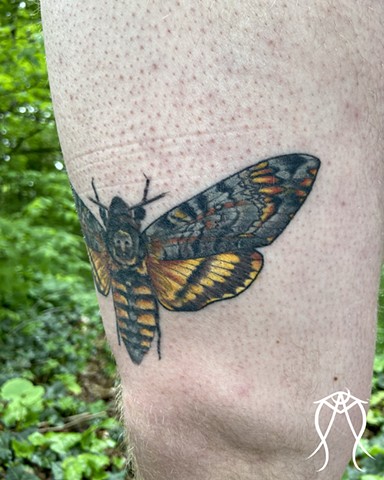 Death’s-head Hawk-moth Tattoo Fine line done by Amanda Marie in central New York tattoo artist and folk herbalist 