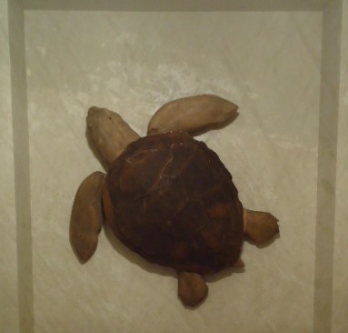 Loggerhead Turtle Sculpture for a private residence.