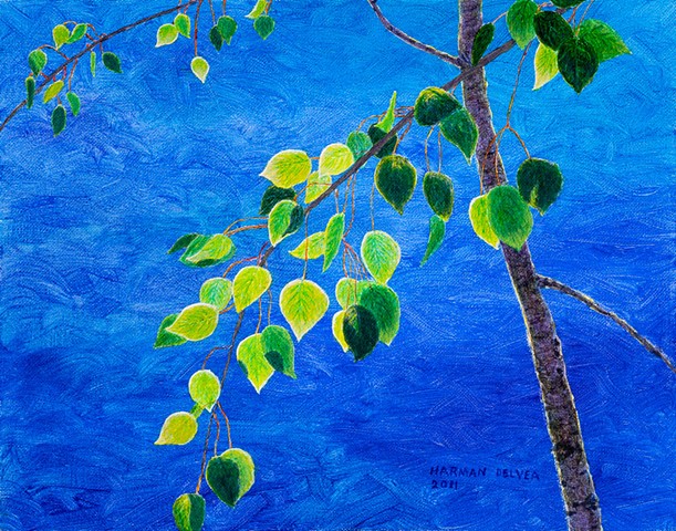 A paining in blue and green, spring aspen leaves and blue sky, Fernie, B.C.