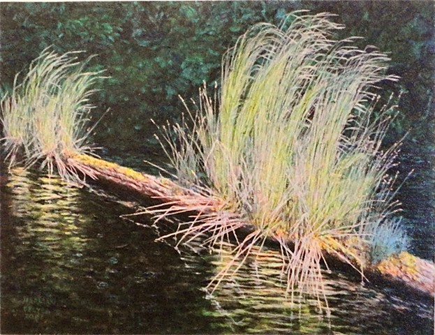 A painting of a partly submerged log which supports growing grass on a lake near Fernie, B.C. in the Rockies.