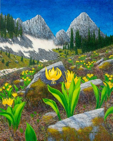 Spring in the Rockies--Glacier Lilies