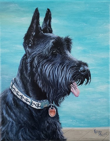 Giant Schnauzer, dog, pet, pet portrait, dog portrait