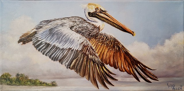 Pelican, brown pelican, Louisiana, Louisiana state bird