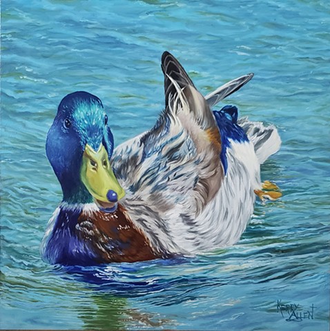 mallard, duck, birds, wildlife, teal mallard