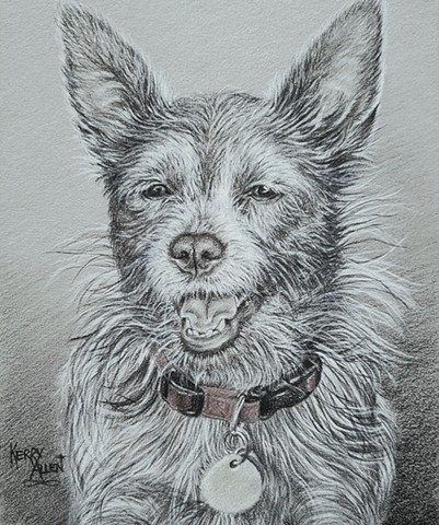 pet portrait, dog portrait, dog, charcoal drawing