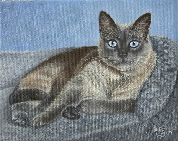 rescue cat, siamese, Alexander