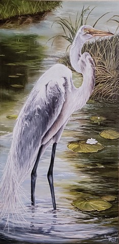 egret, southern birds, water bird, heron, crane 