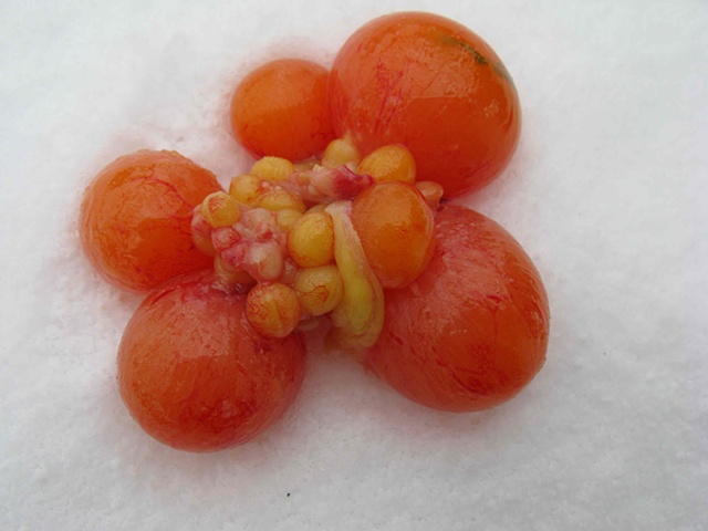 Unhatched Chicken Eggs on Snow