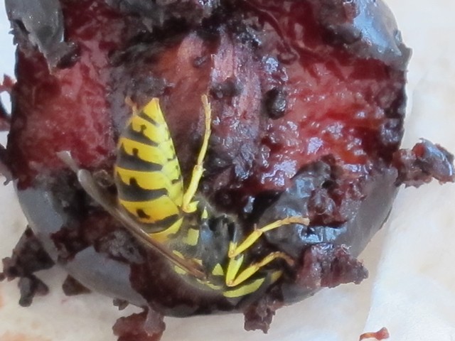 Bee eating cherry