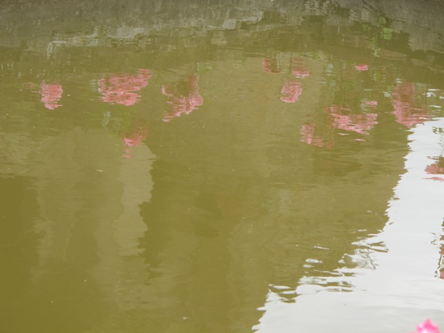 Roses on Pond, Rome