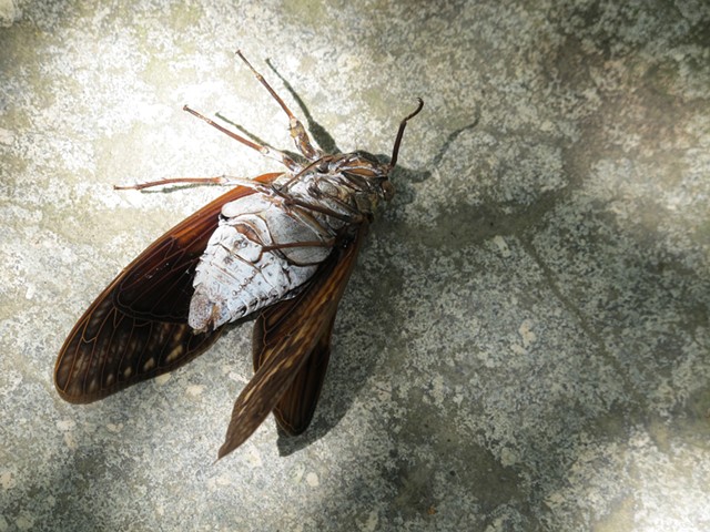 Cicada (Cigale)