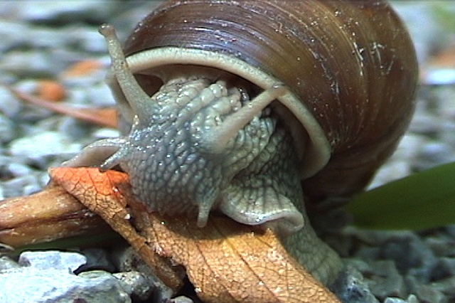 Lumaca (Snail)
