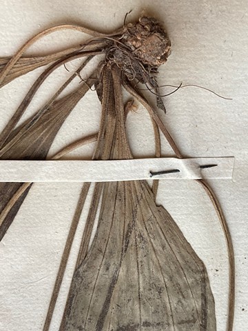 Pinned Specimen