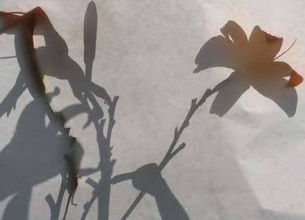 Shadow 4