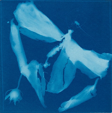 Cyanotype with Spider