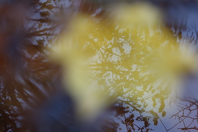Blurred Yellow, Farges-Allichamps, France