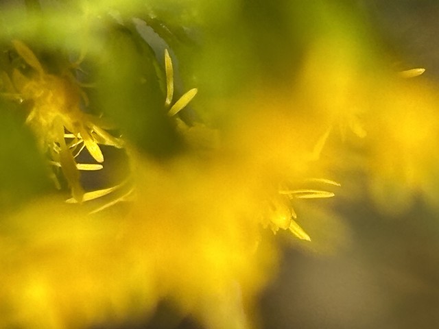 Goldenrod, Morton Grove, Illinois