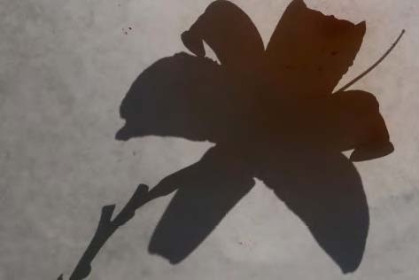 Shadow 1
