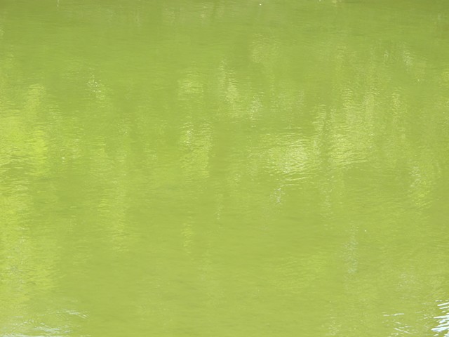 Algae (Algues)