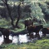 Cows In A Stream 2