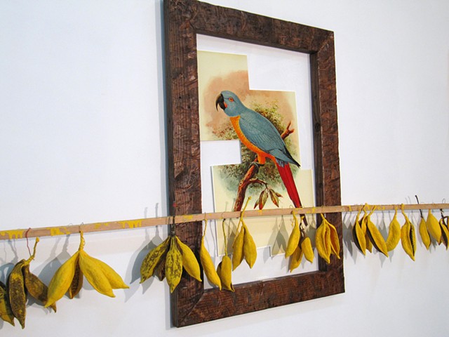 Water Kerner "Extinct Red Tailed Macaw" painting