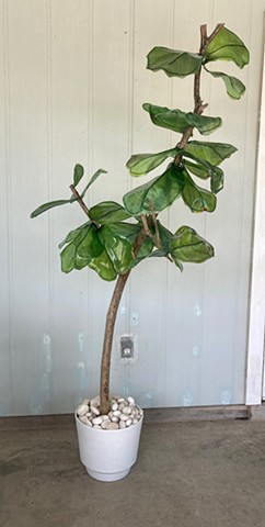 Fiddle Leaf Fig Esperanza Hybrid 1