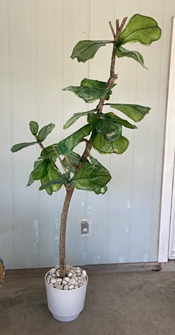 Fiddle Leaf Fig Esperanza Hybrid 1