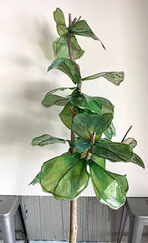 Fiddle Leaf Fig Esperanza Hybrid 1