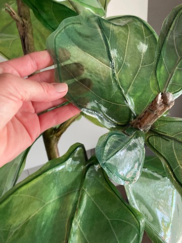 Fiddle Leaf Fig Esperanza Hybrid 1