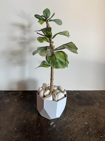 Fiddle Leaf Fig Esperanza Hybrid 3