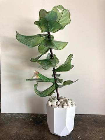 Fiddle Leaf Fig 5