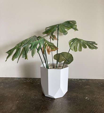 Monstera 2 (white pot)