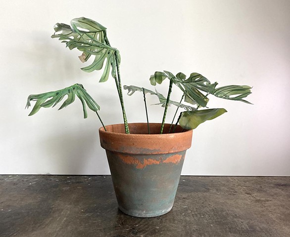 Monstera 3