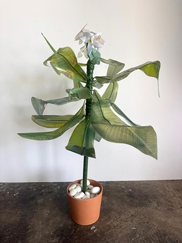 Plumeria 1