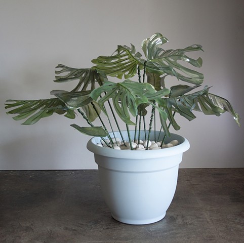 Monstera (large blue pot)