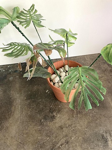 Monstera 4