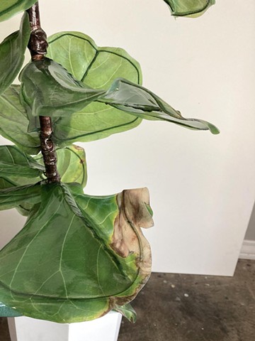 Fiddle Leaf Fig 5