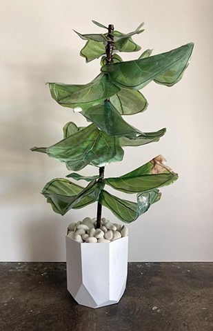 Fiddle Leaf Fig 5