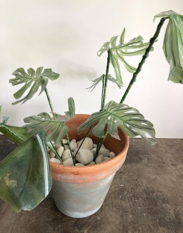 Monstera 3