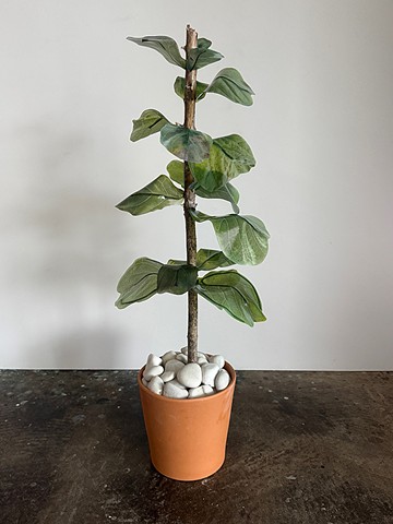 Fiddle Leaf Fig Esperanza Hybrid 4