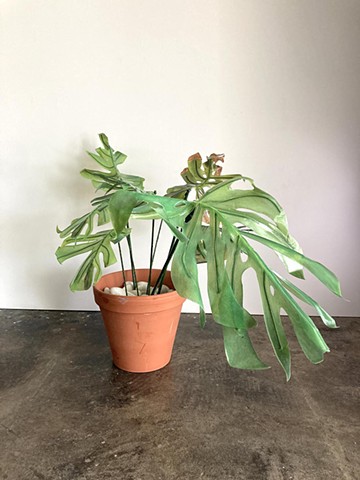 Monstera 4