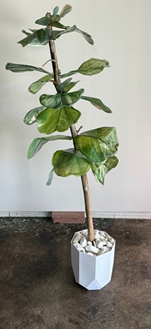 Fiddle Leaf Fig Esperanza Hybrid 2