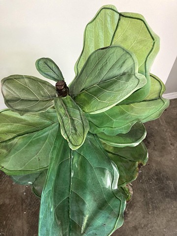 Fiddle Leaf Fig 5