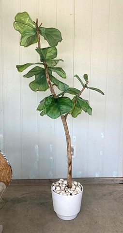 Fiddle Leaf Fig Esperanza Hybrid 1