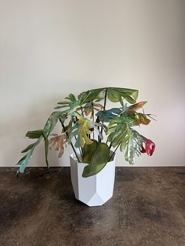Monstera 2